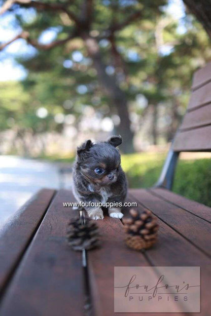 Cake - Chihuahua M.