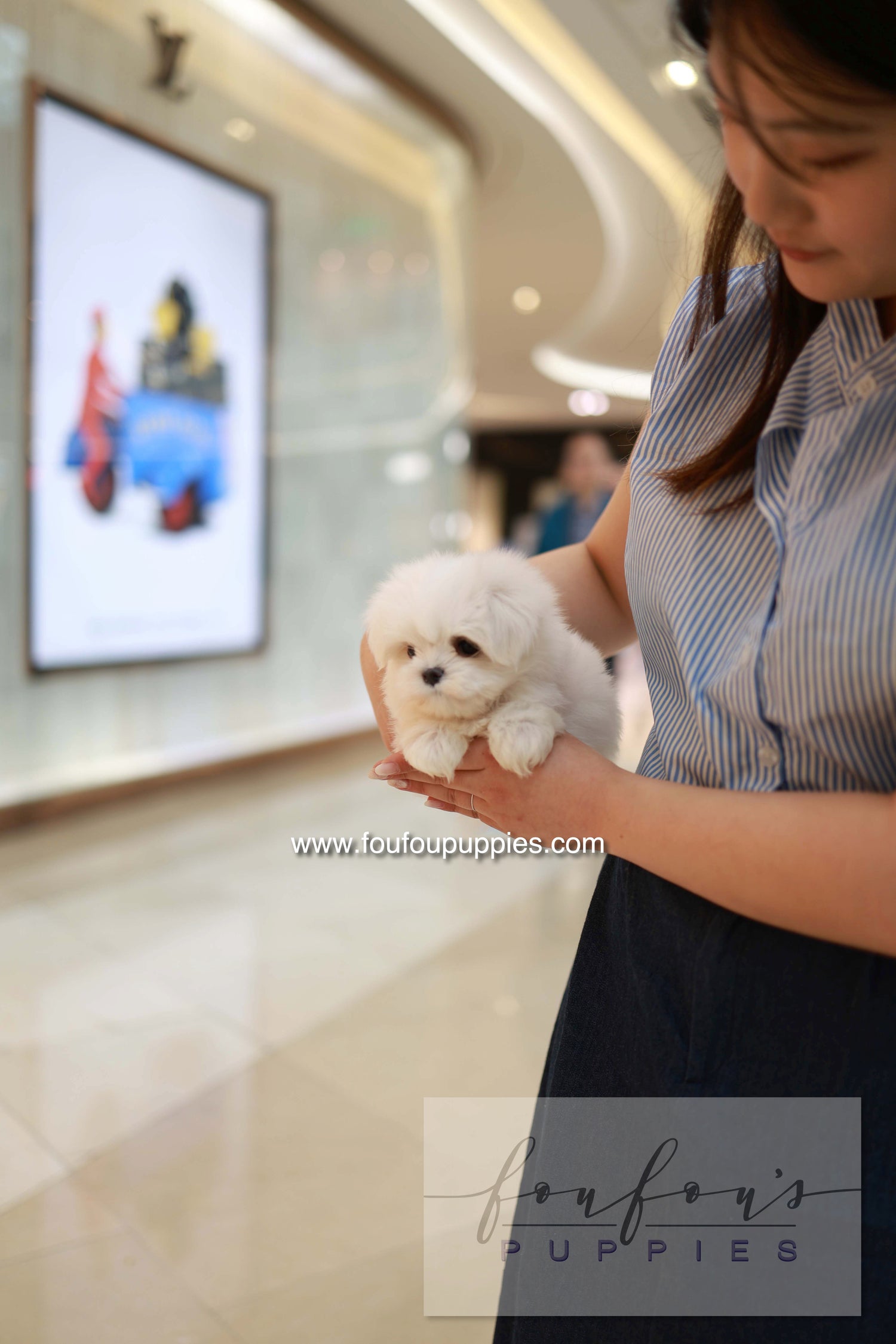 Bean - Maltese M.