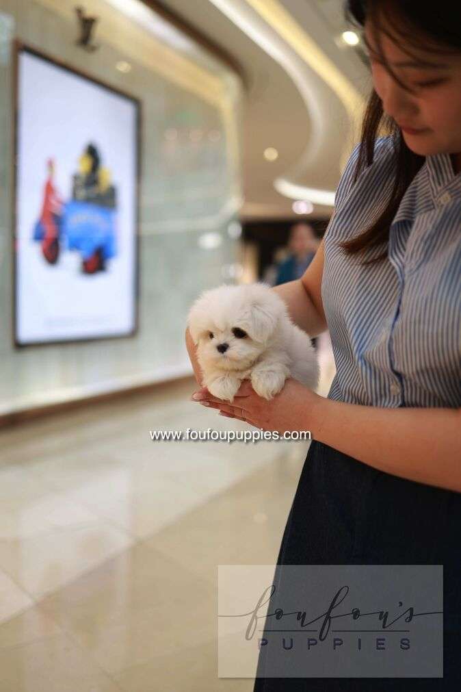 A small fluffy white puppy being held in the arms of a woman wearing a blue and white striped shirt, set against a blurred indoor mall background with a framed poster on the wall.