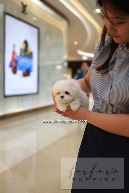 A small fluffy white puppy being held in the arms of a woman wearing a blue and white striped shirt, set against a blurred indoor mall background with a framed poster on the wall.