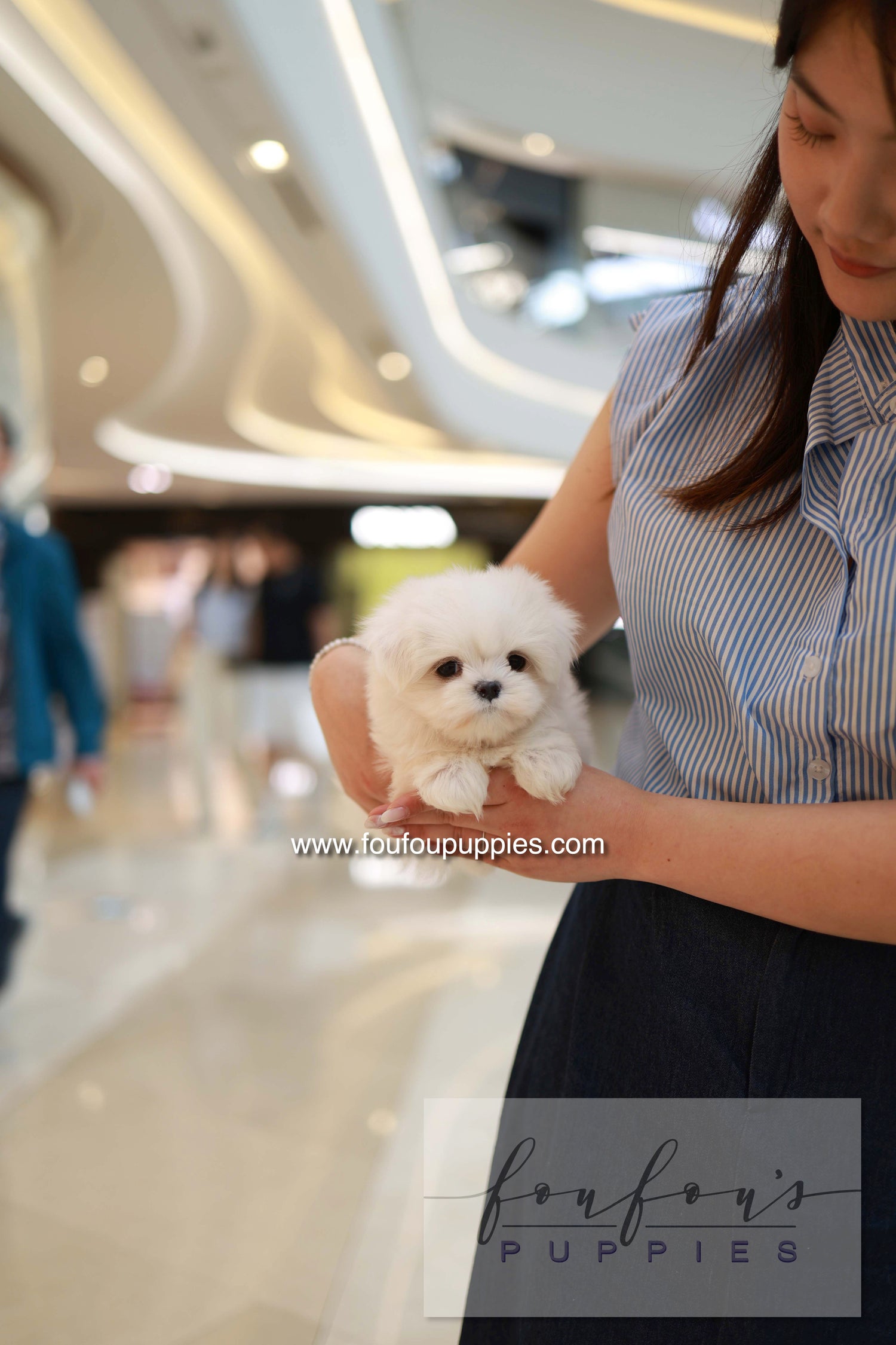 Bean - Maltese M.