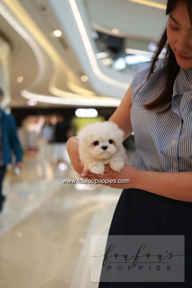 Bean - Maltese M.