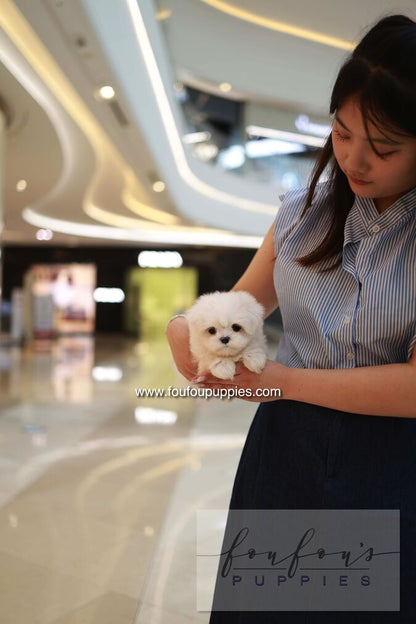 Bean - Maltese M.
