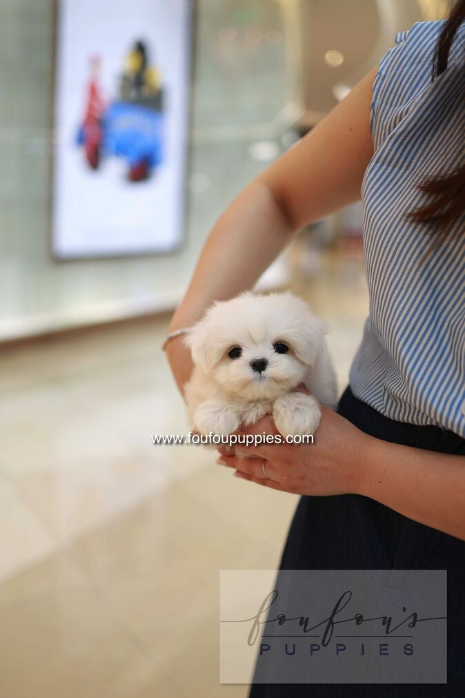 Bean - Maltese M.
