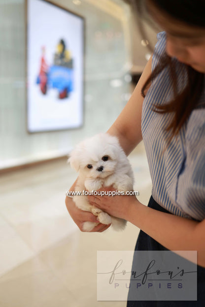 Bean - Maltese M.