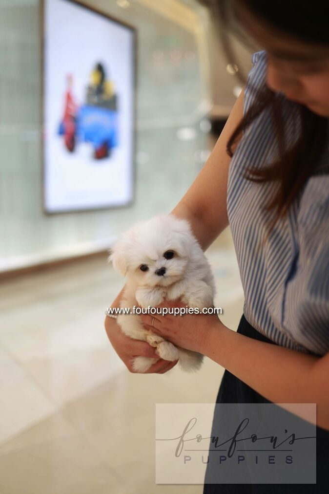 Bean - Maltese M.