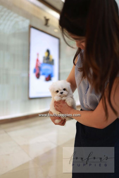 Person holding a small white dog in an indoor setting with a blurred background