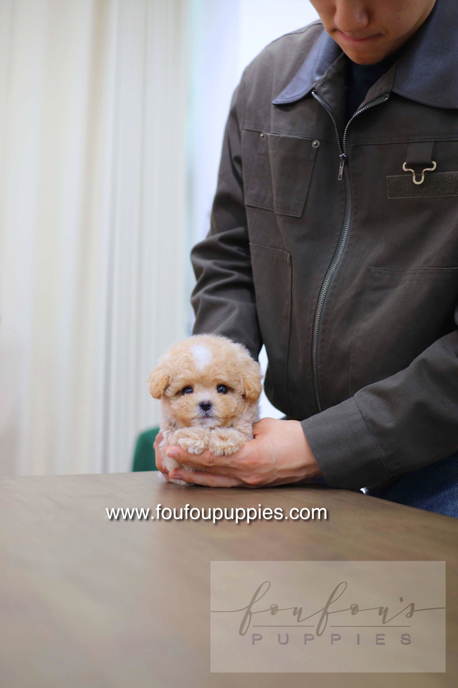 Haru - Maltipoo M.