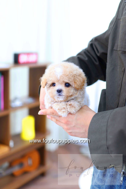 Haru - Maltipoo M.