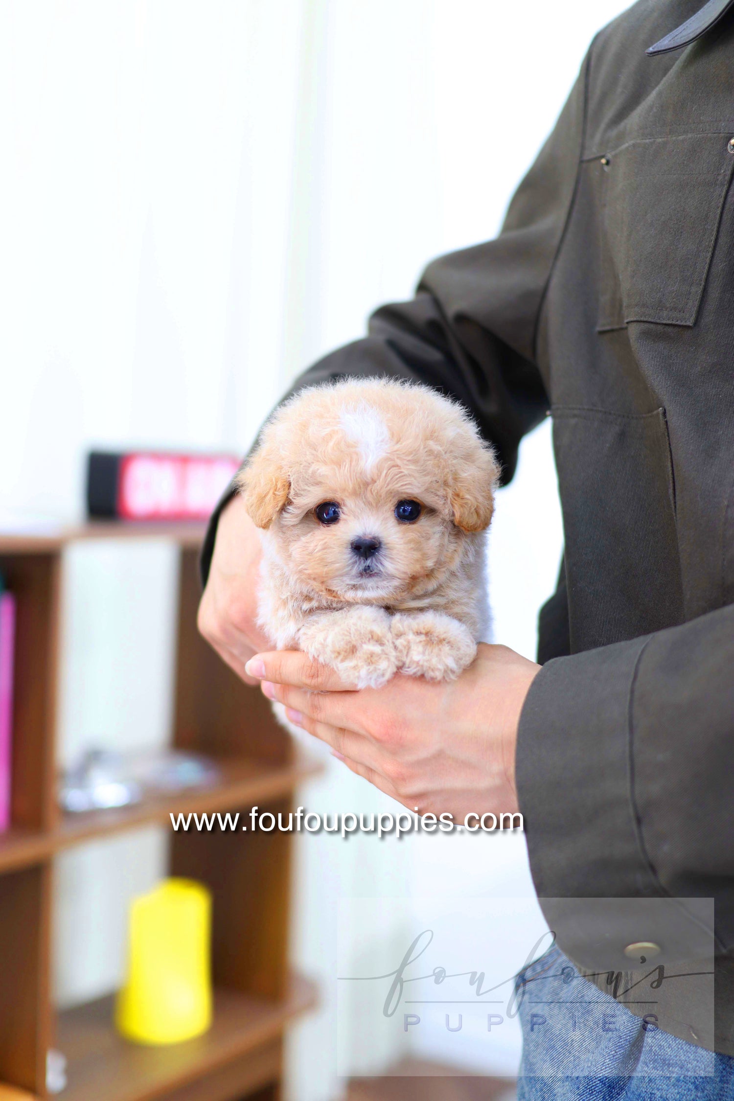 Haru - Maltipoo M.