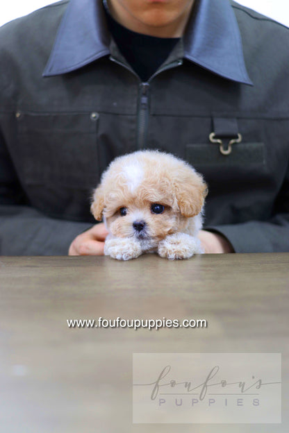 Haru - Maltipoo M.