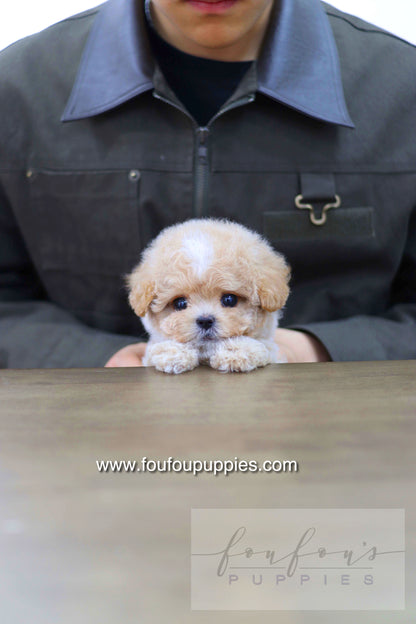 Haru - Maltipoo M.