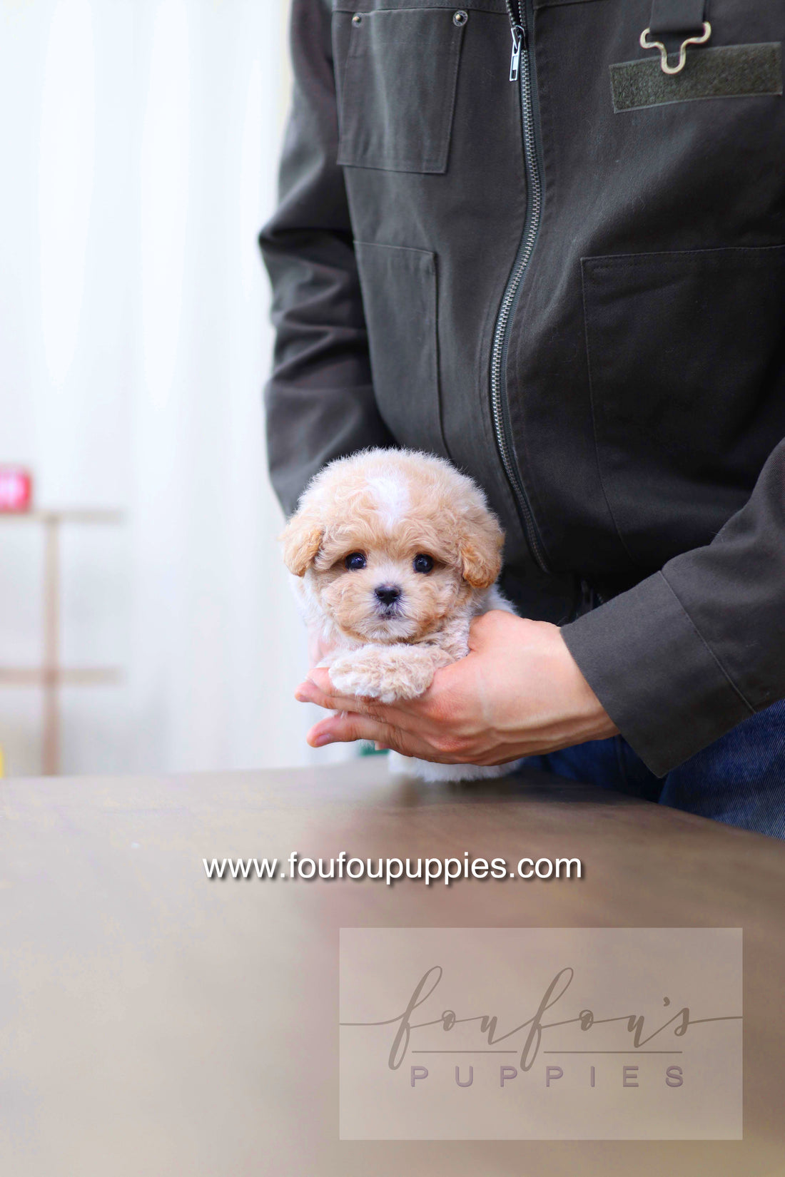 Haru - Maltipoo M.