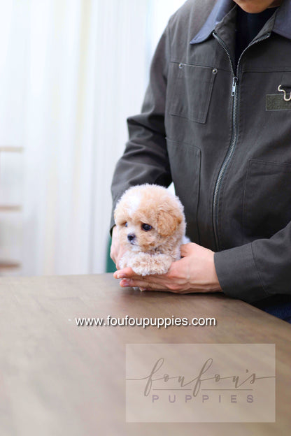 Haru - Maltipoo M.