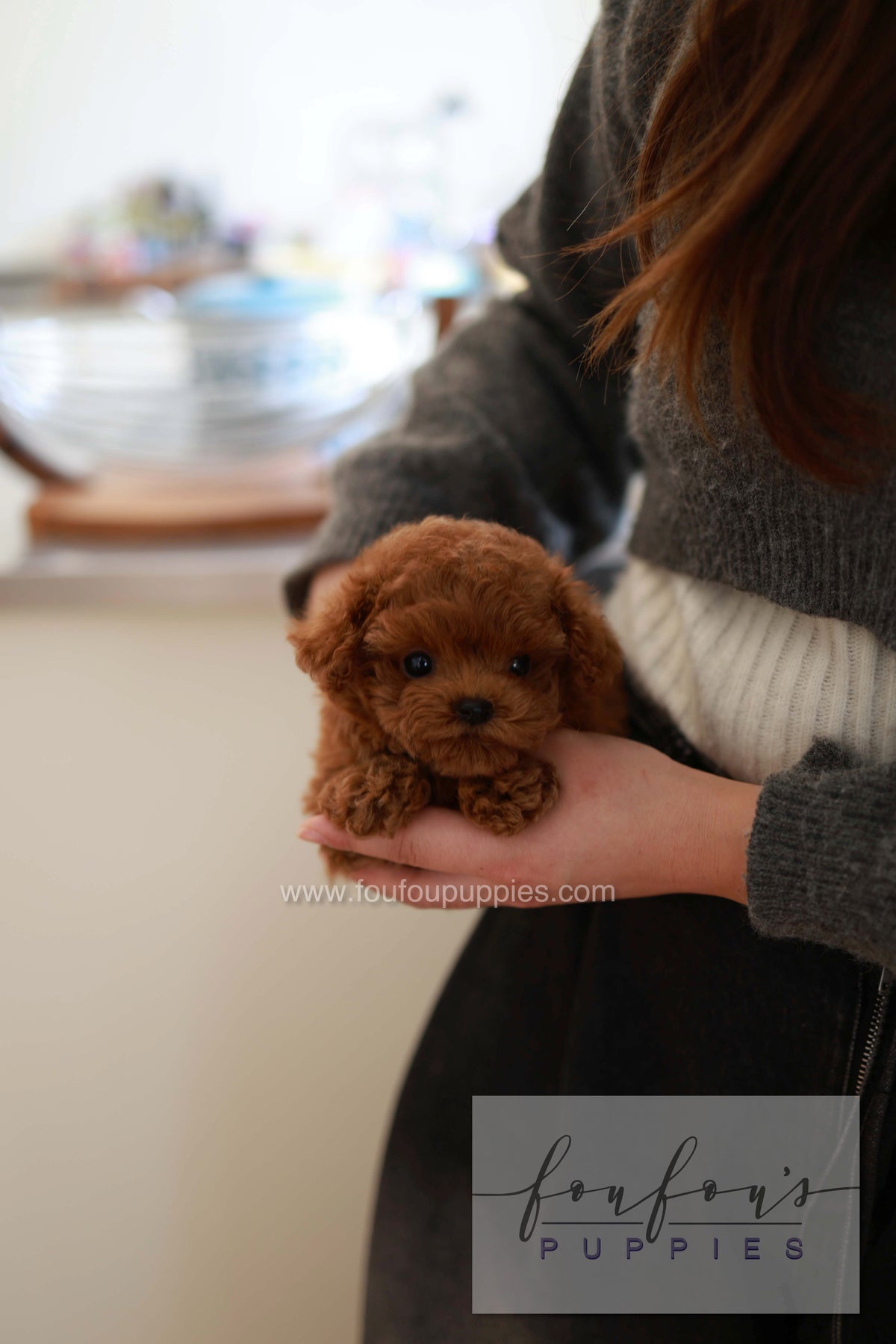Sushi - Poodle M.