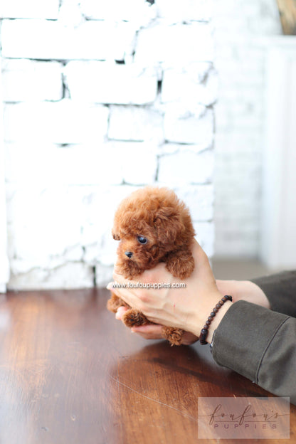 Koni - Poodle M.