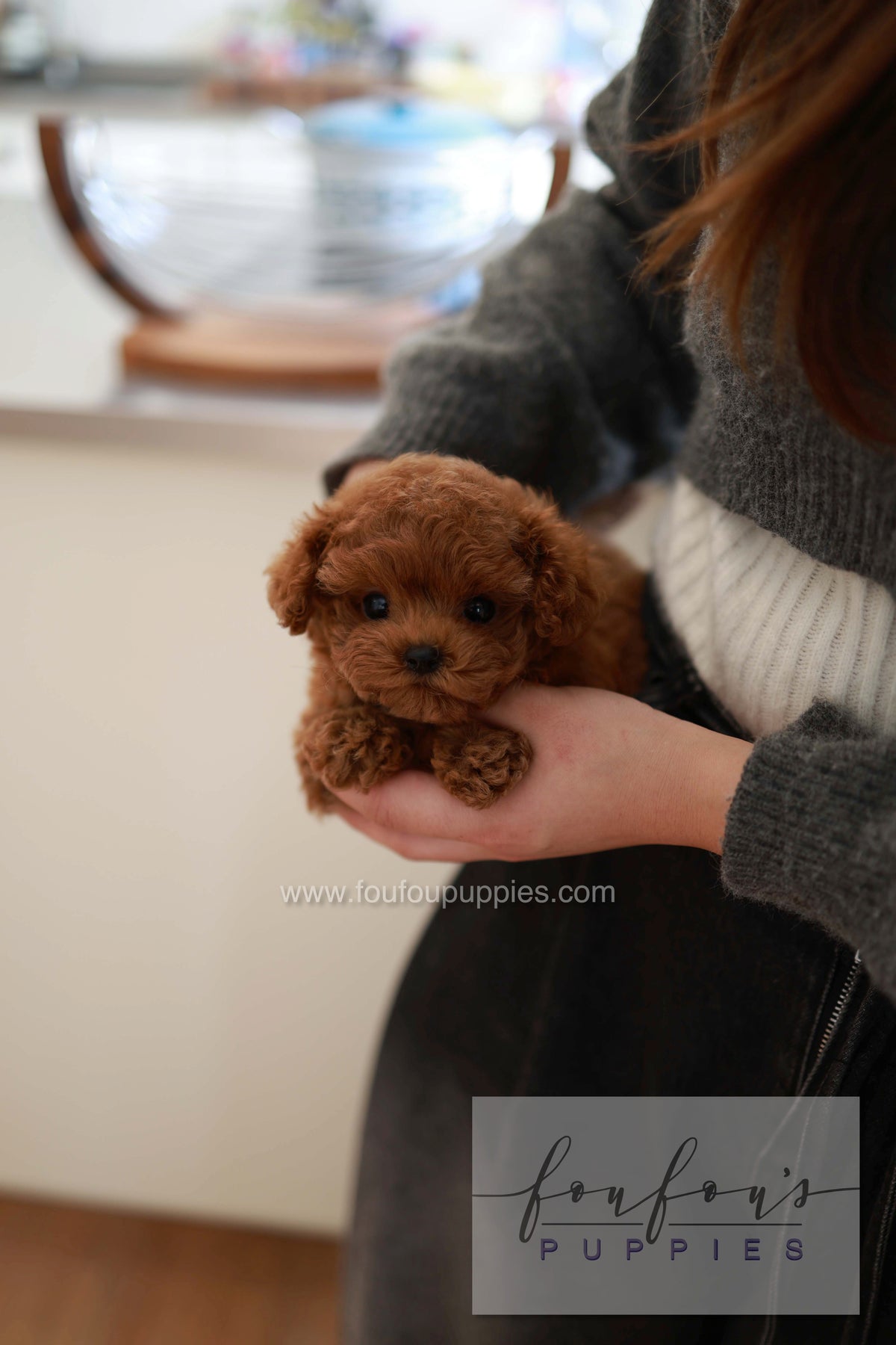 Sushi - Poodle M.