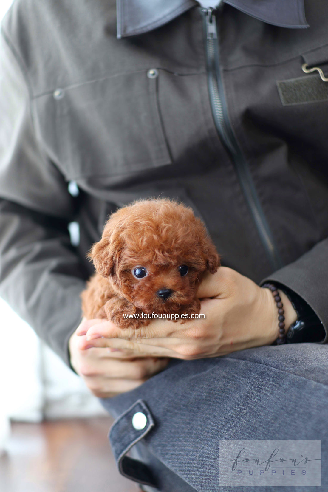 Koni - Poodle M.