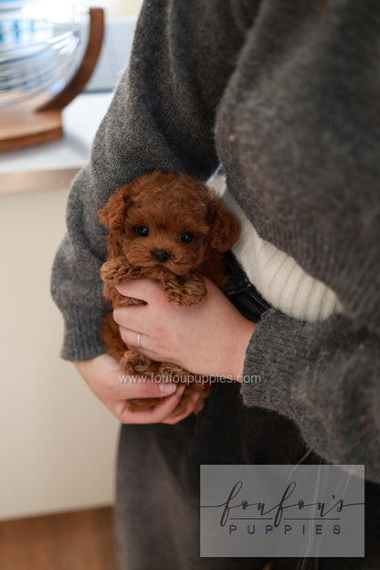 Sushi - Poodle M.