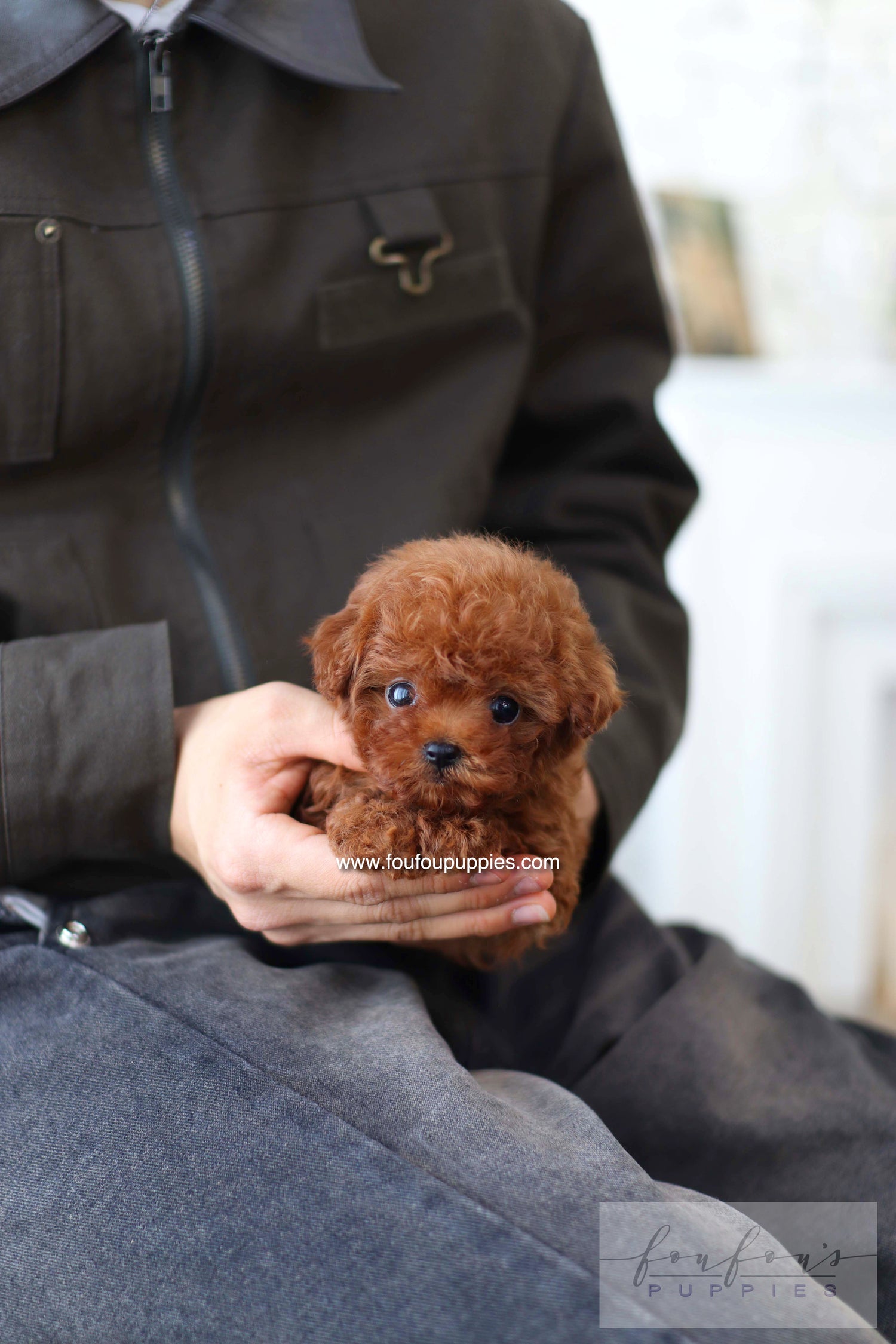 Koni - Poodle M.