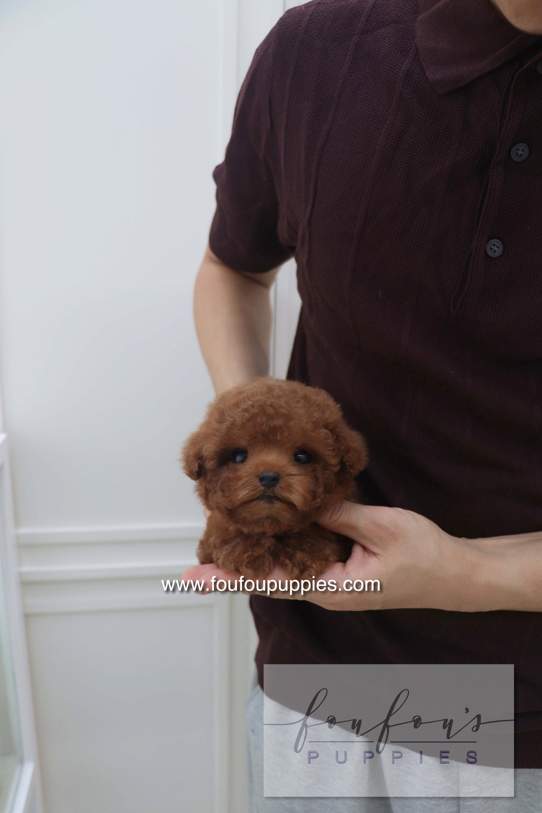 Bolchon - Poodle M. RESERVED