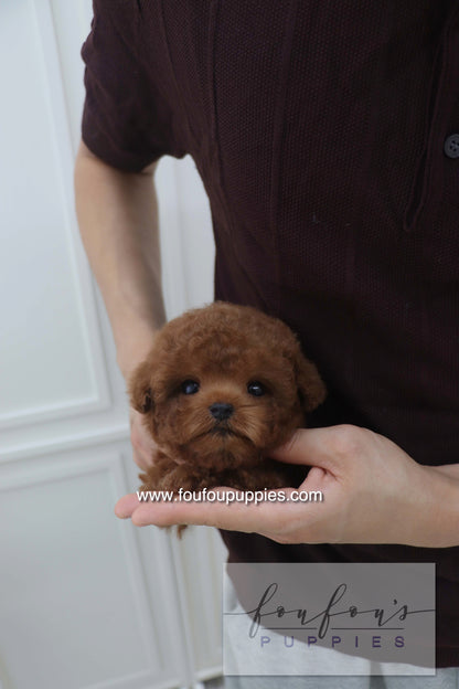 Bolchon - Poodle M. RESERVED