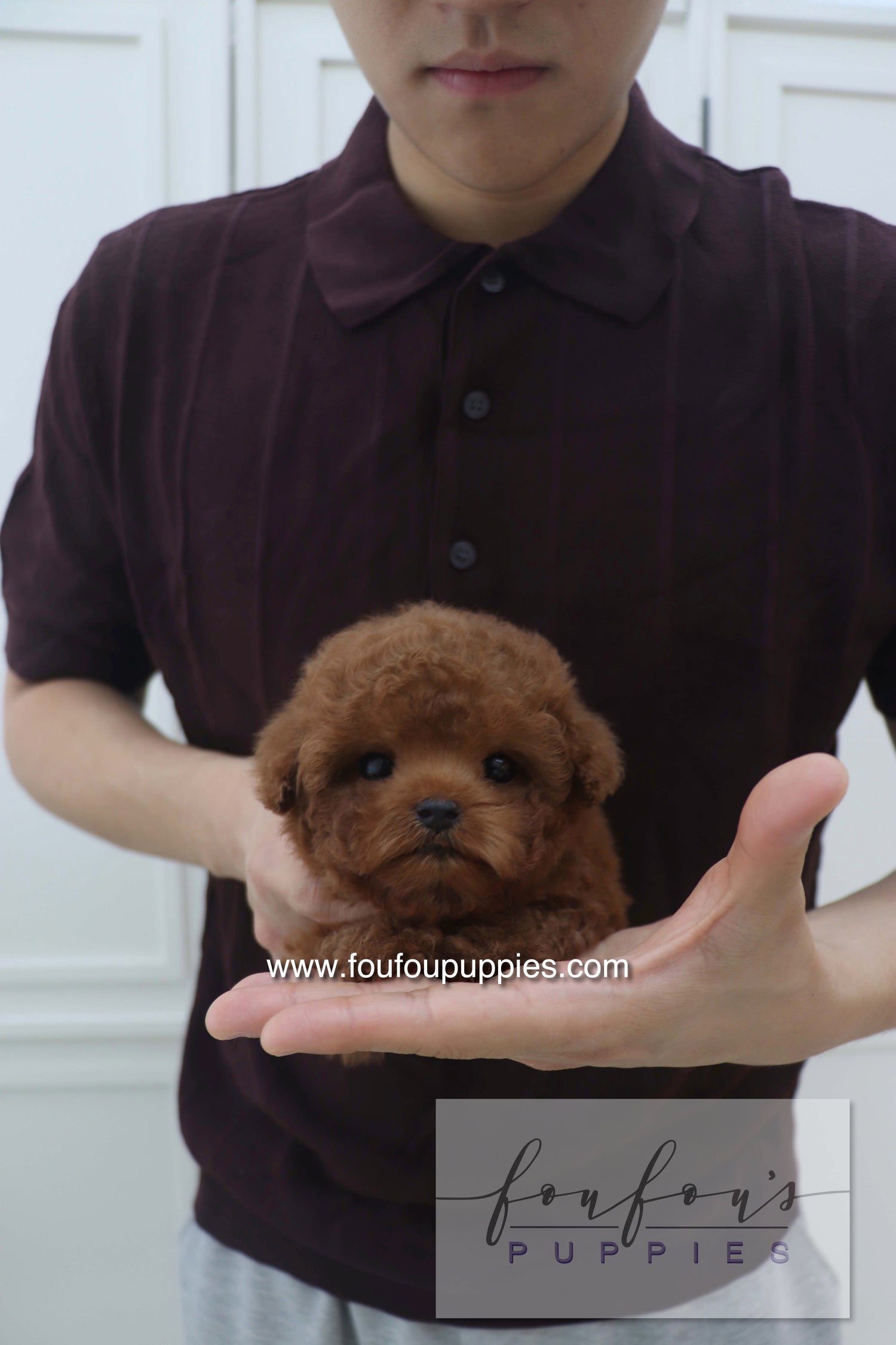 Bolchon - Poodle M. RESERVED