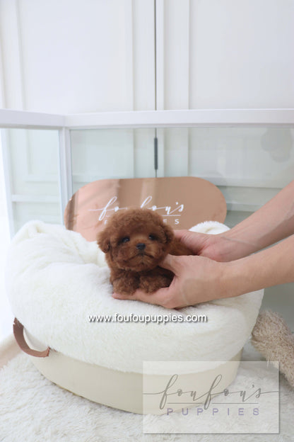 Bolchon - Poodle M. RESERVED
