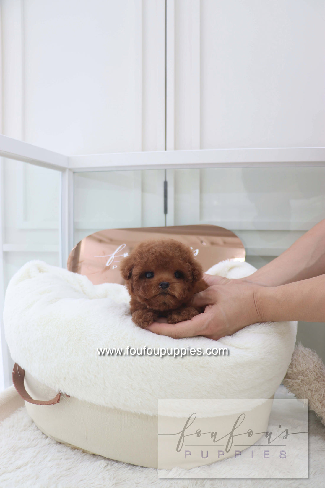 Bolchon - Poodle M. RESERVED