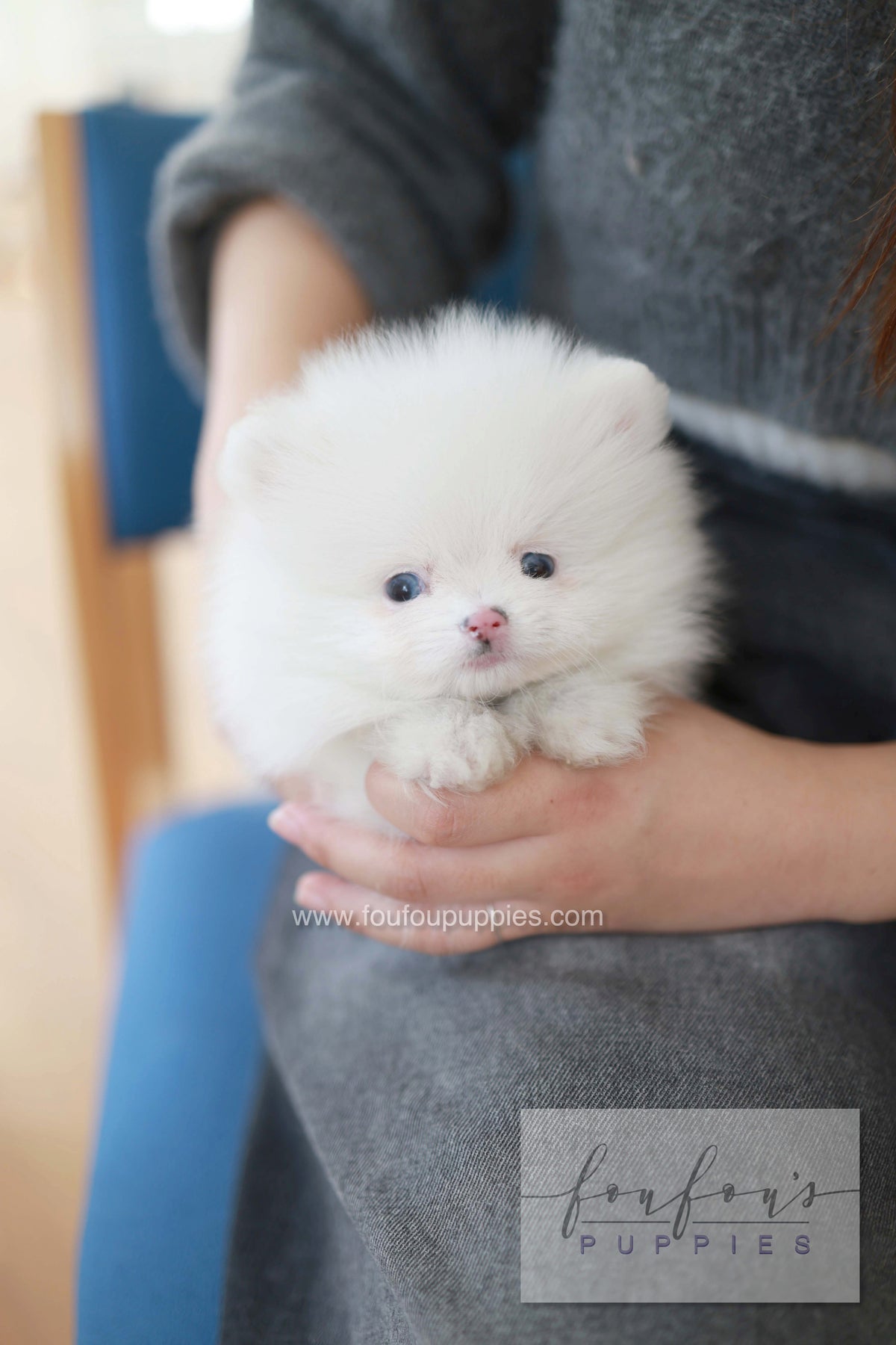 Blanche - Pomeranian F.