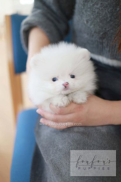 Blanche - Pomeranian F.