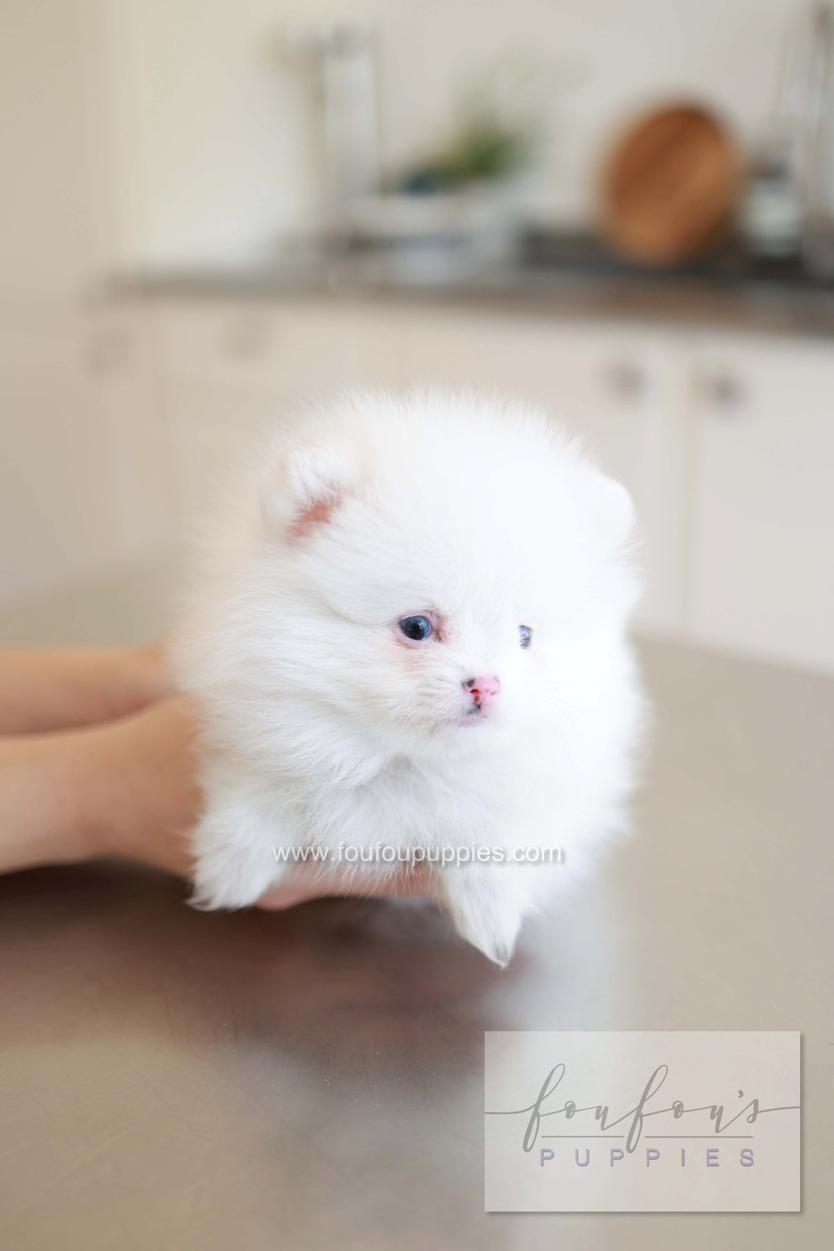Blanche - Pomeranian F.