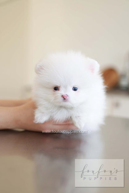 Blanche - Pomeranian F.