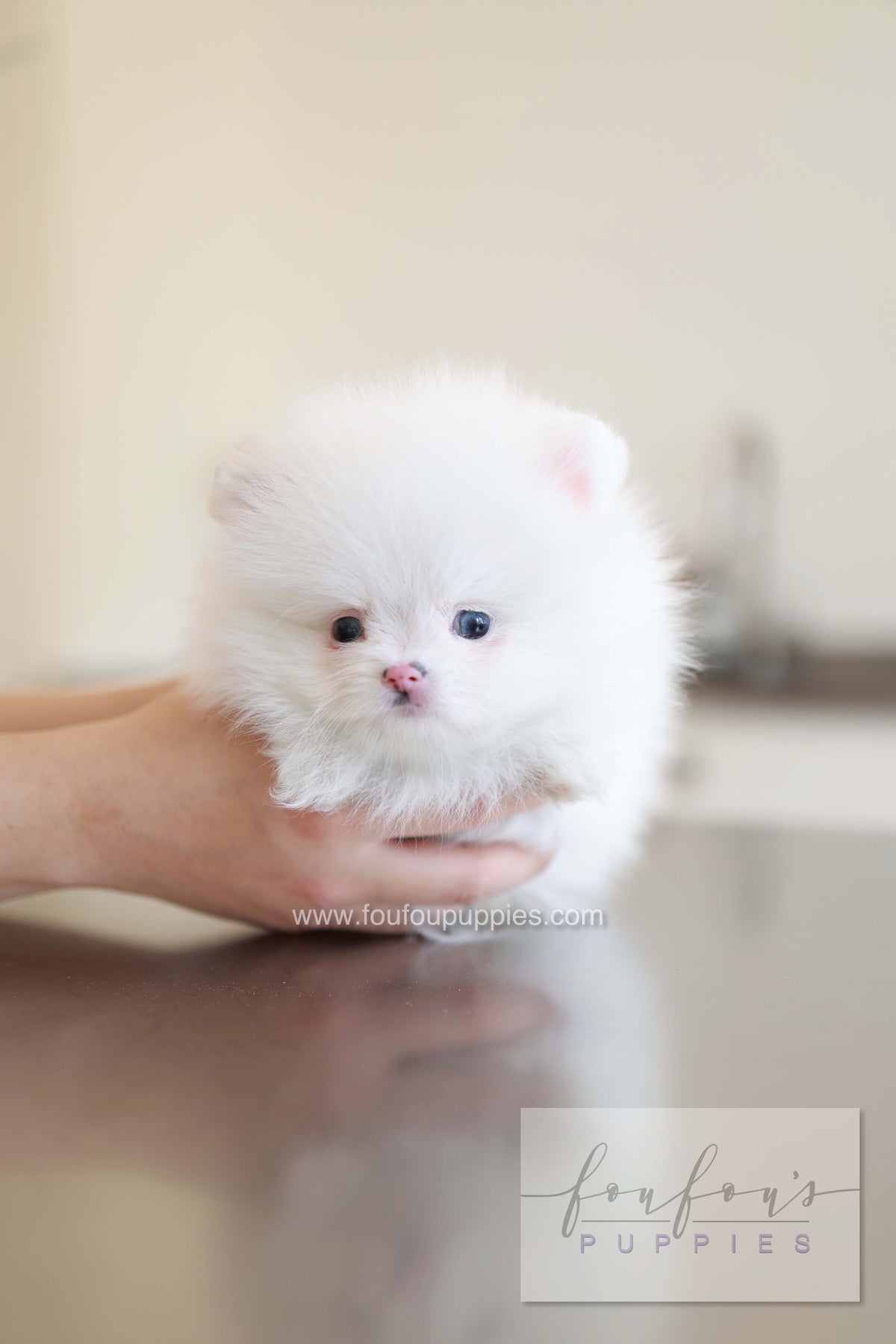 Blanche - Pomeranian F.