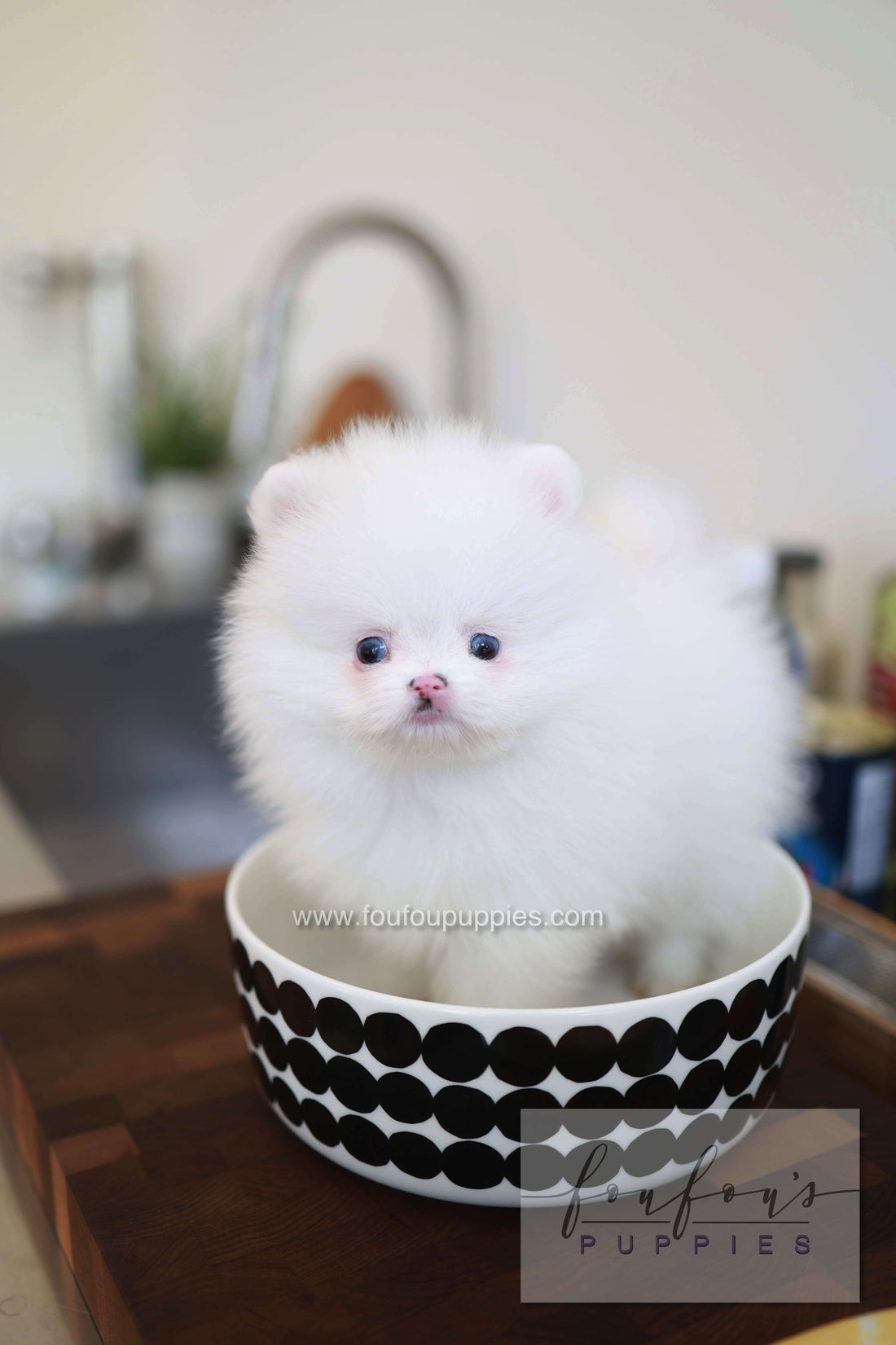 Blanc - Pomeranian M.