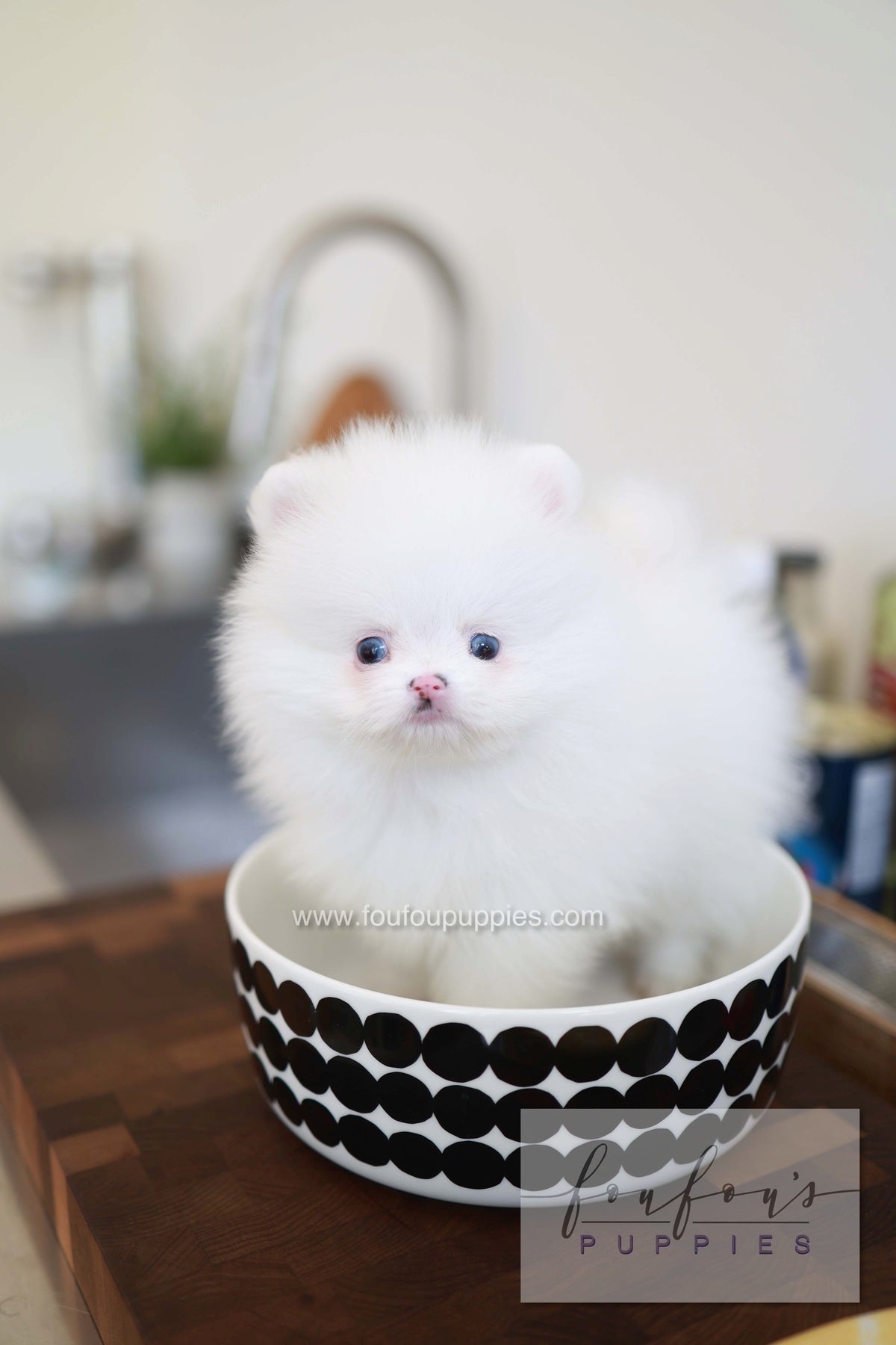 Blanche - Pomeranian F.