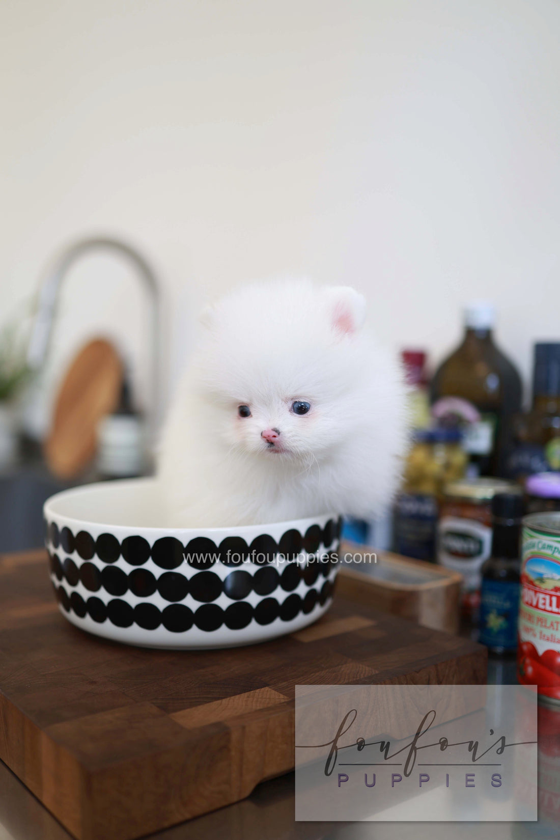 Blanche - Pomeranian F.