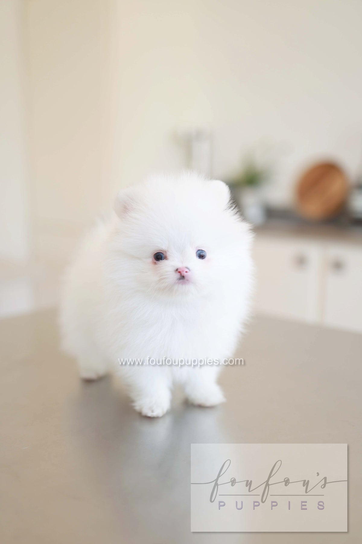 Blanche - Pomeranian F.