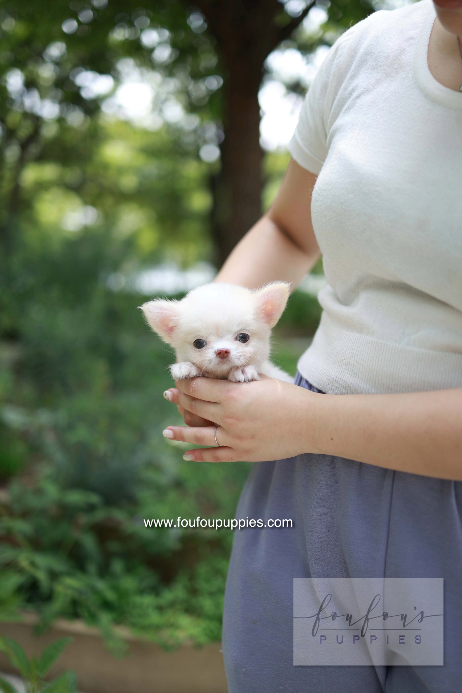 Mouse - Chihuahua M.