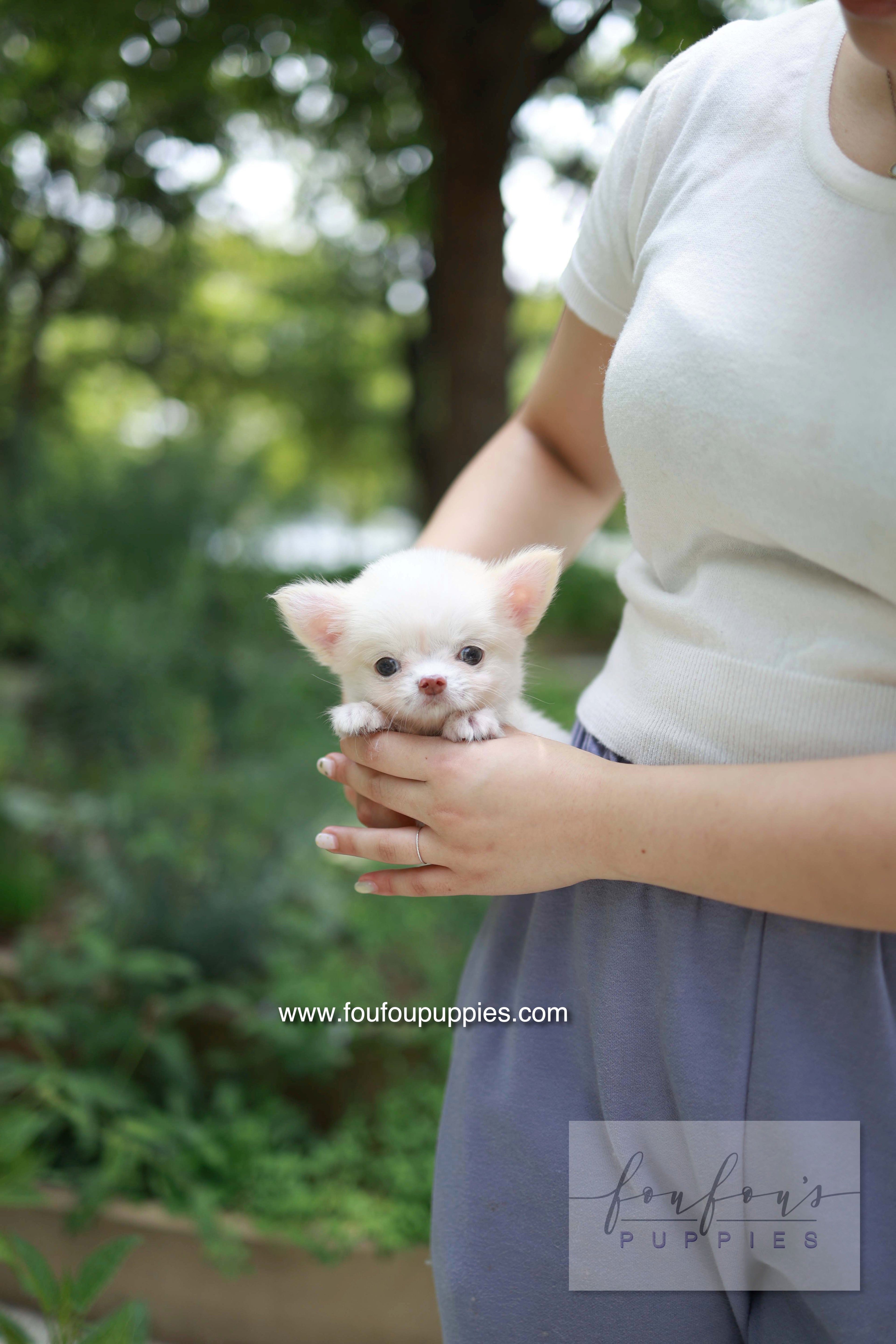 Mouse - Chihuahua M.
