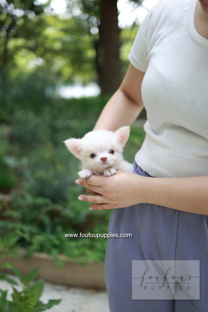 Mouse - Chihuahua M.