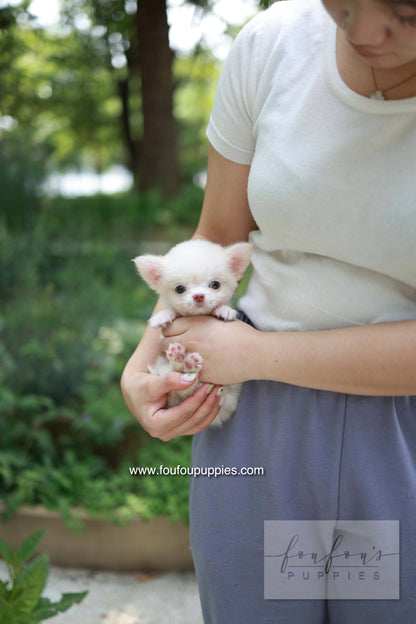 Mouse - Chihuahua M.