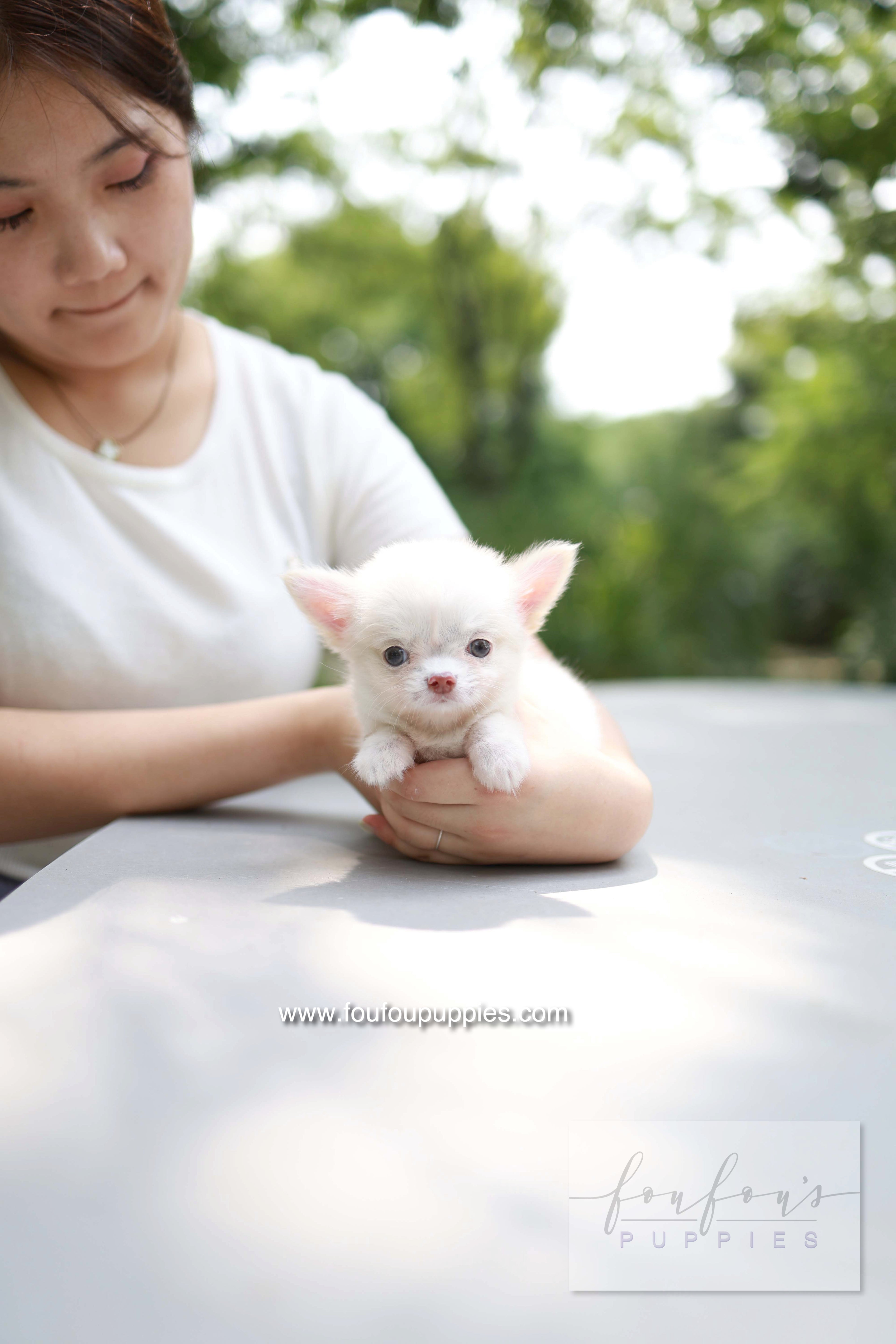 Mouse - Chihuahua M.