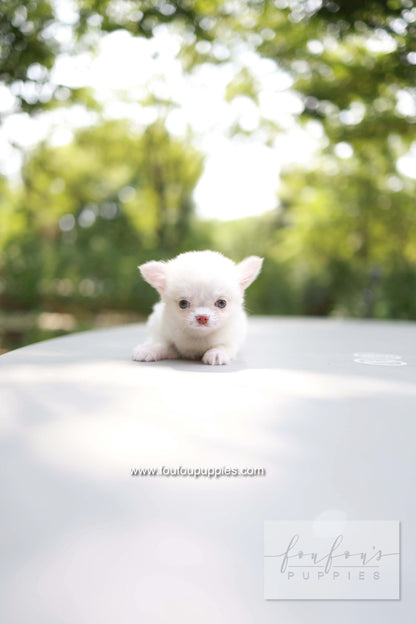 Mouse - Chihuahua M.