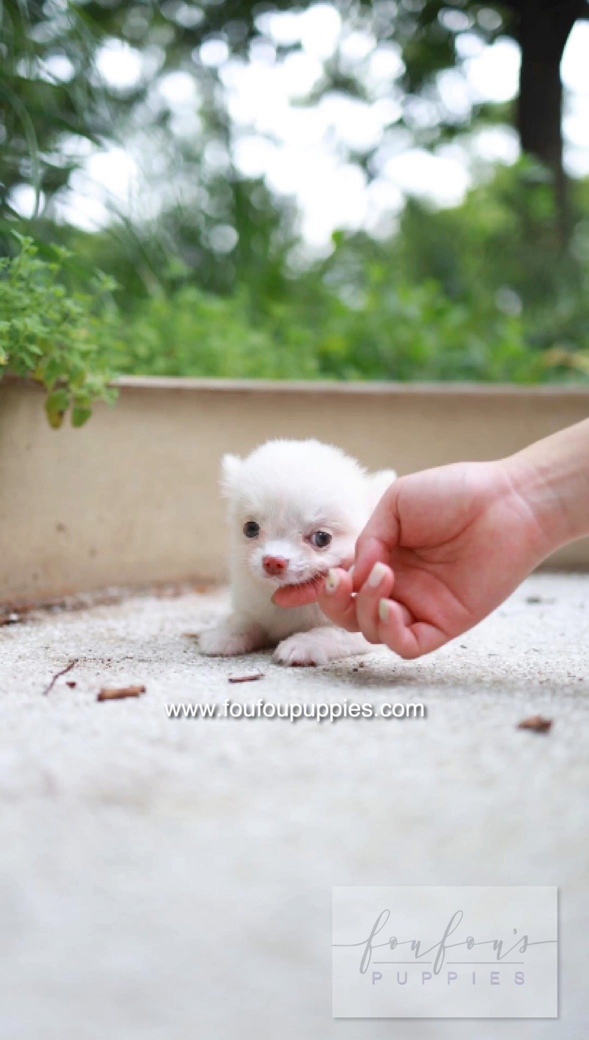 Mouse - Chihuahua M.
