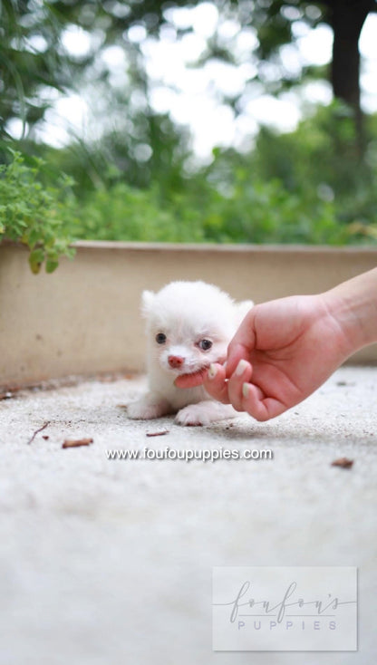 Mouse - Chihuahua M.