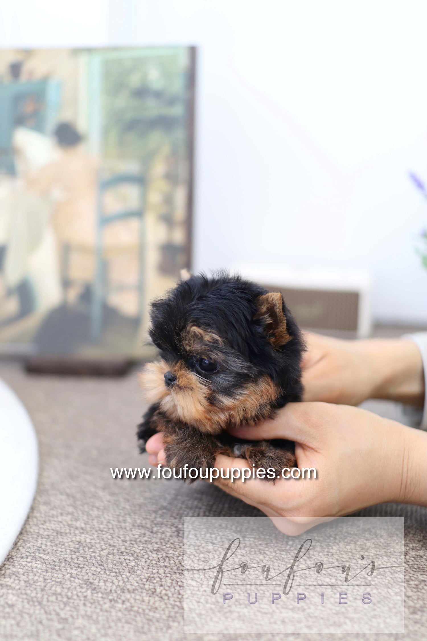 Milo - Yorkshire Terrier M.