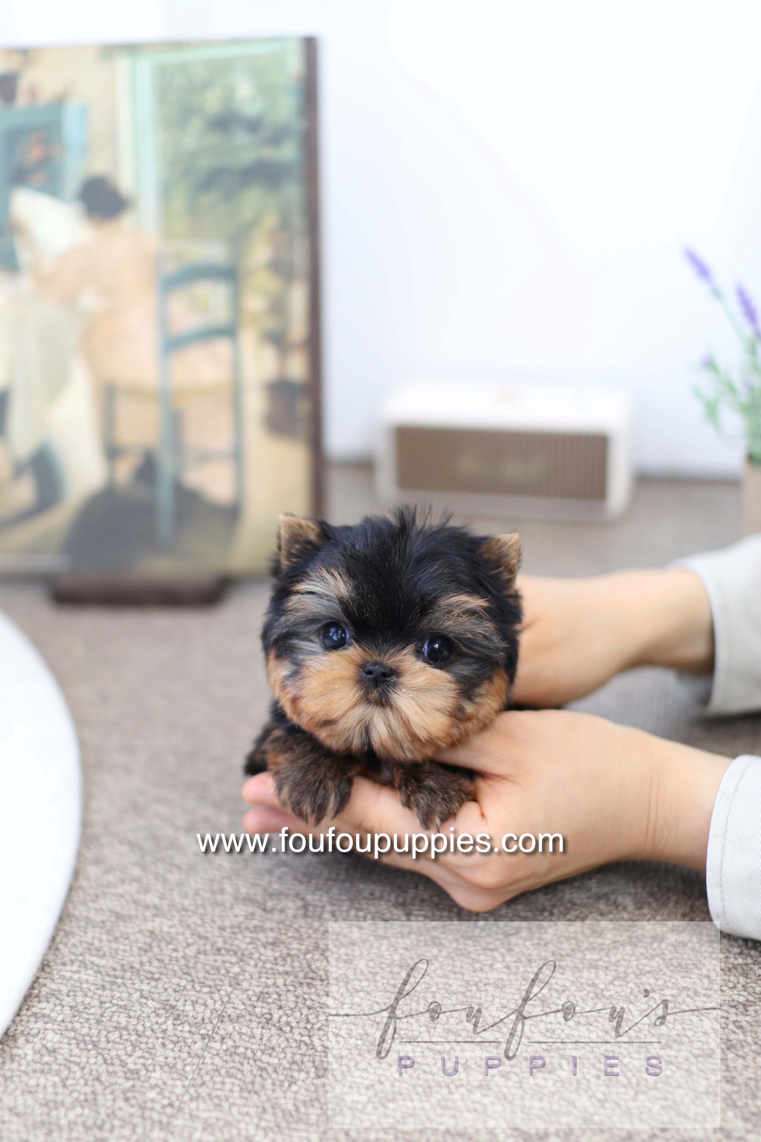 Milo - Yorkshire Terrier M.