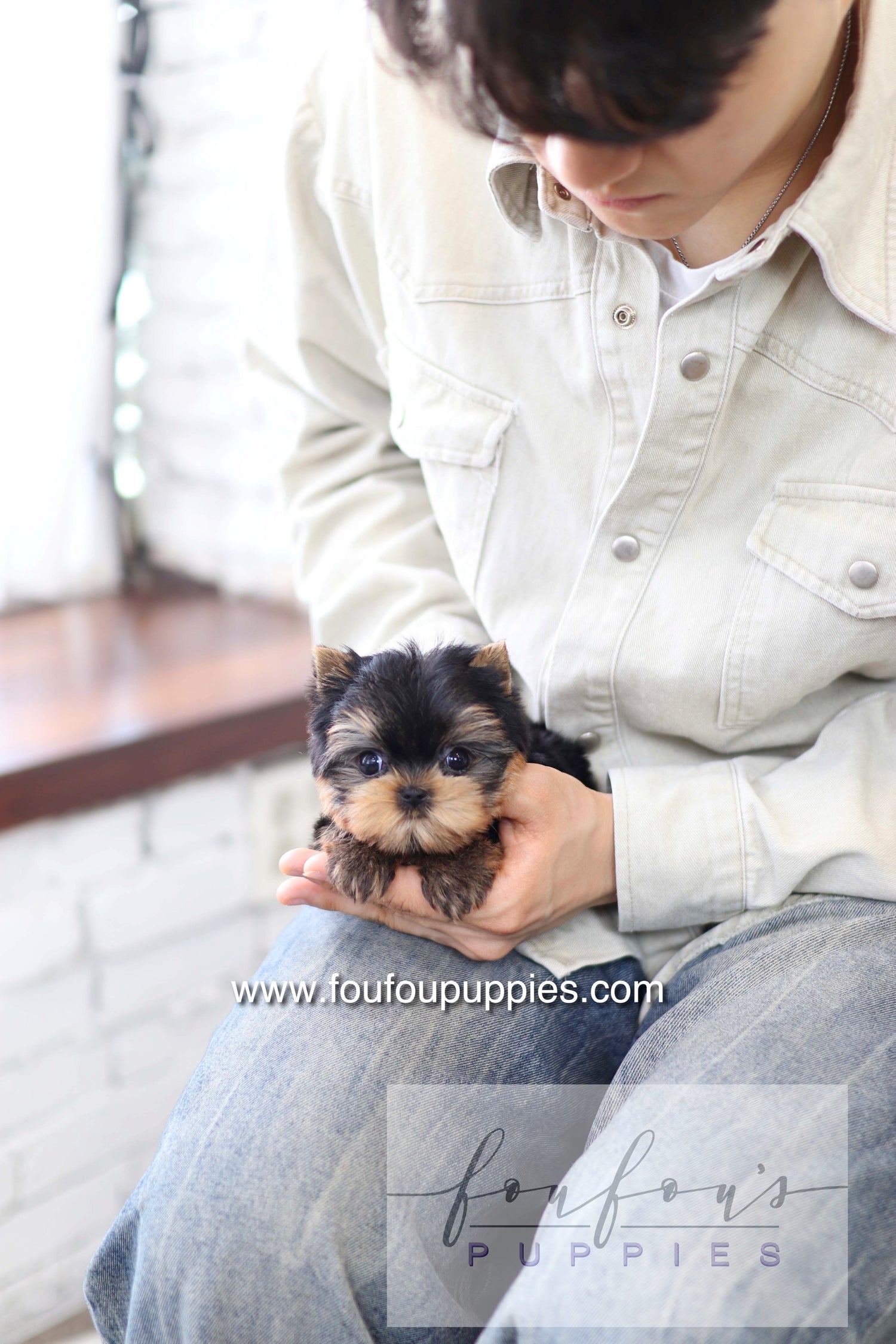 Milo - Yorkshire Terrier M.