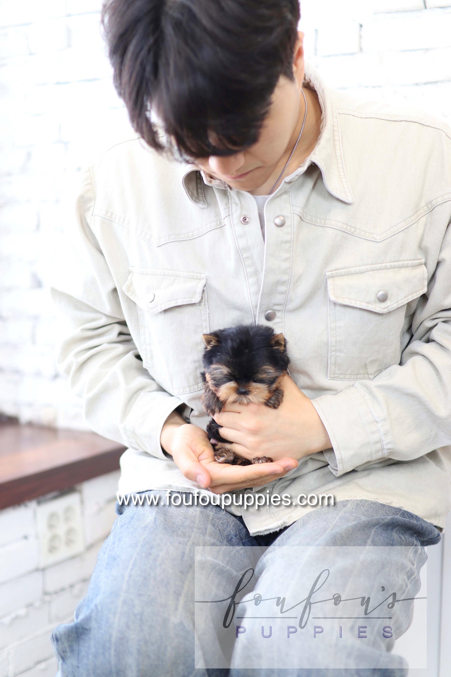 Milo - Yorkshire Terrier M.